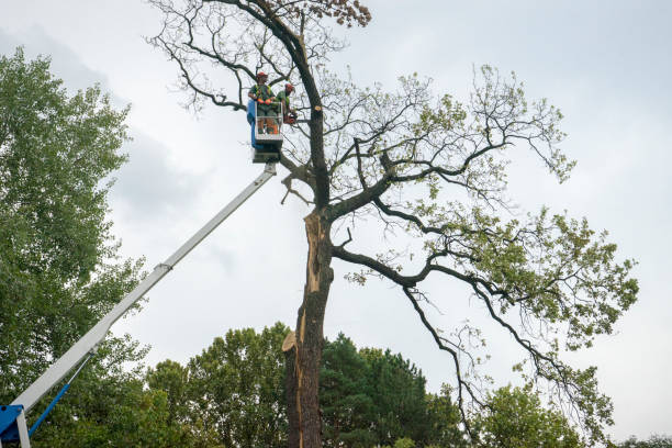 Trusted Wild Peach Village, TX  Tree Services Experts