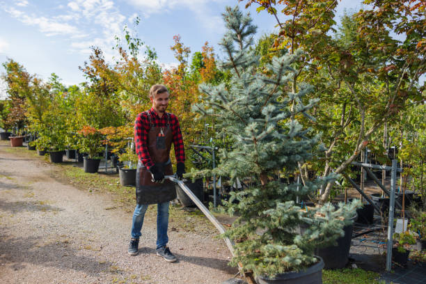 Why Choose Our Tree Removal Services in Wild Peach Village, TX?